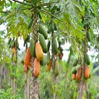 طرح توجیهی گلخانه پاپایا - Tarhtojihi.org