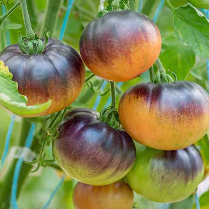 بذر گوجه فرنگی الماس روشن آمریکایی بسته 10 عددی
