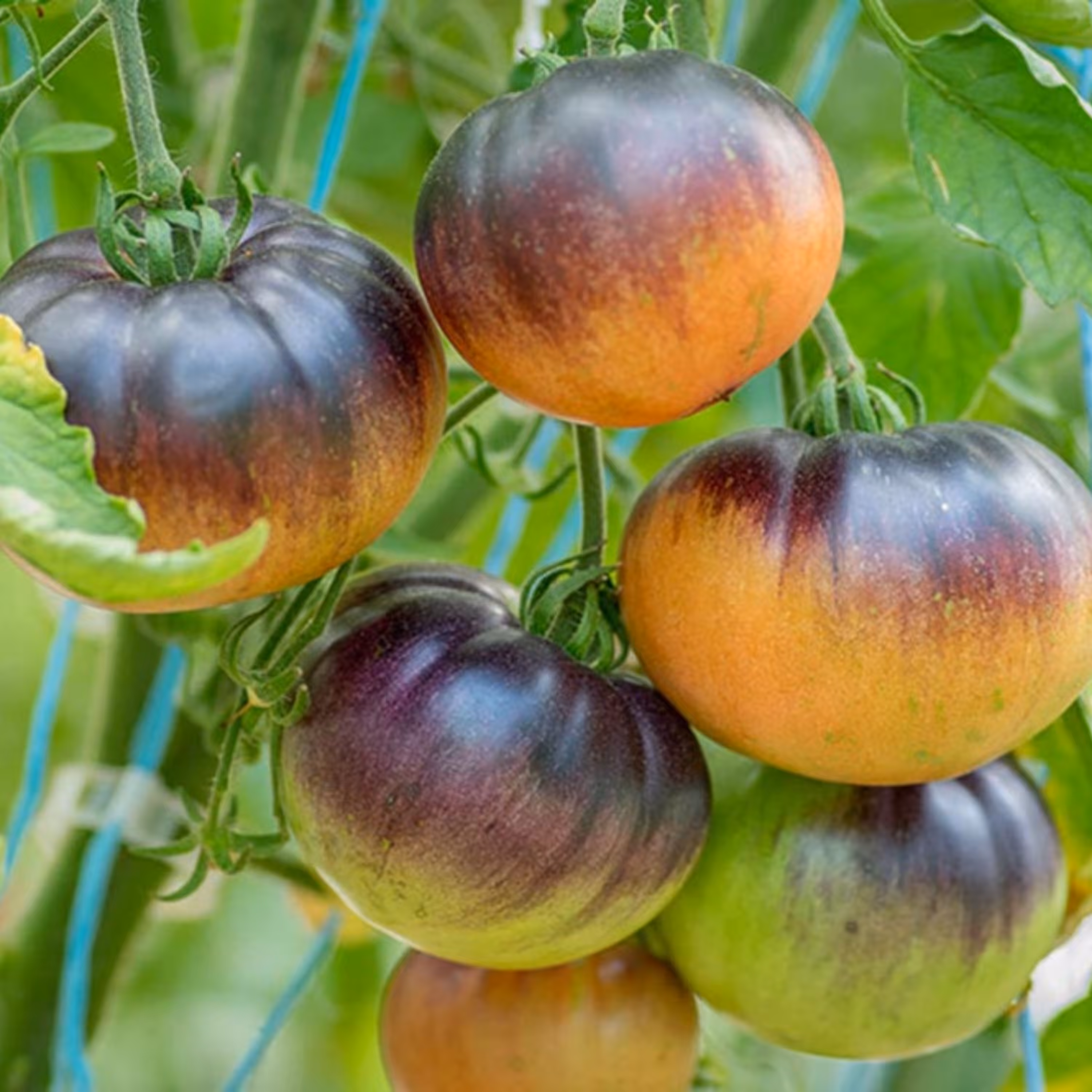 بذر گوجه فرنگی الماس روشن آمریکایی بسته 10 عددی