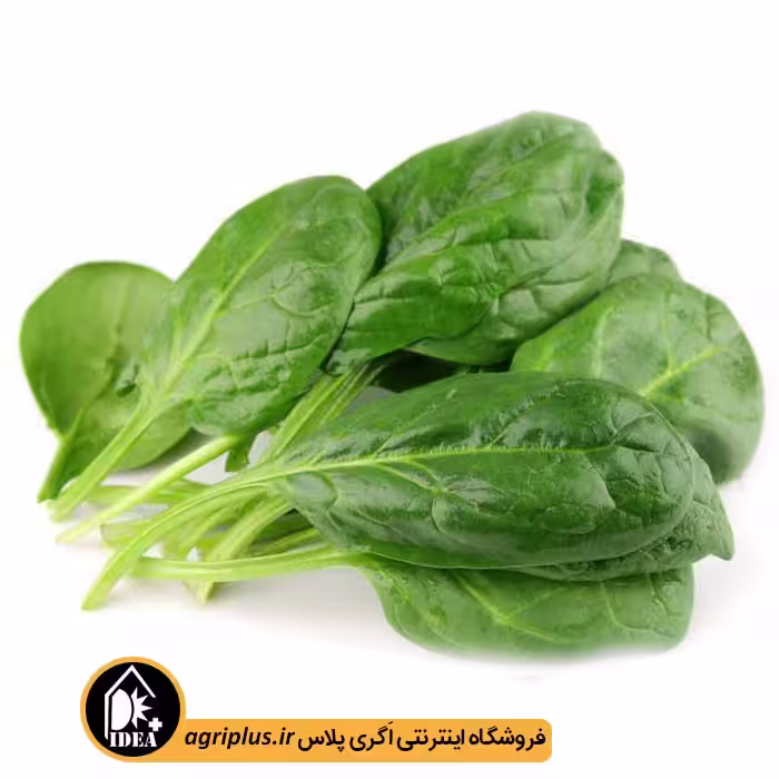 بذر اسفناج بسته بندی خانگی