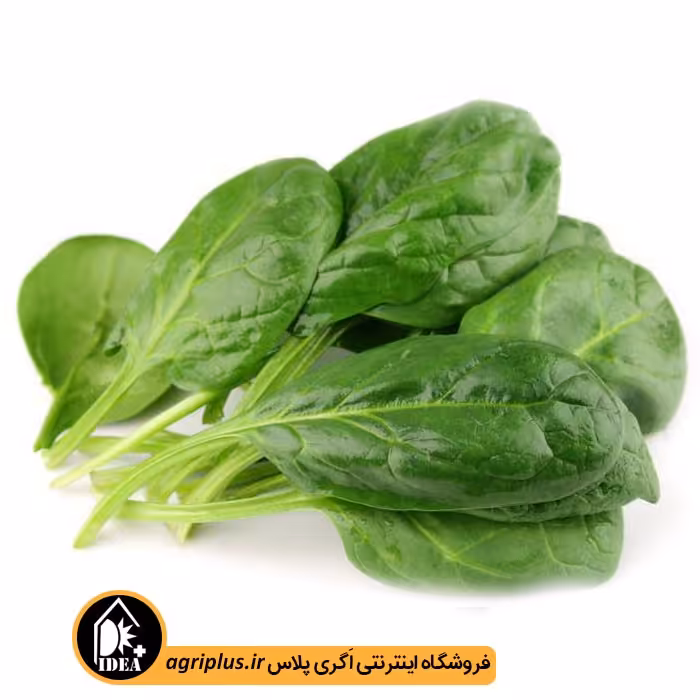 بذر اسفناج بسته بندی خانگی