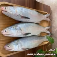 ماهی راشگو سایز متوسط تازه و صید روز (پک یک کیلویی)بسیار خوشمزه و لذیذ مناسب برای خوشت و کباب کردن و سرخ کردن