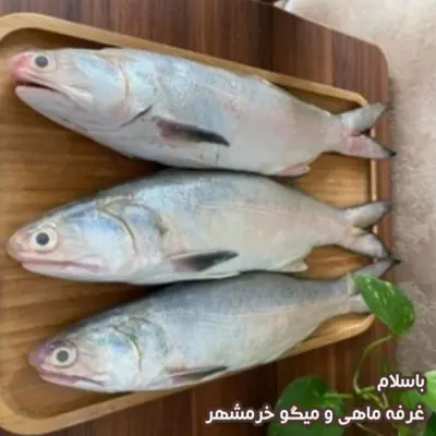 ماهی راشگو سایز متوسط تازه و صید روز (پک یک کیلویی)بسیار خوشمزه و لذیذ مناسب برای خوشت و کباب کردن و سرخ کردن