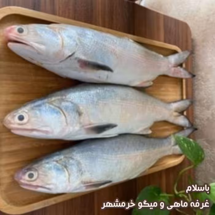 ماهی راشگو سایز متوسط تازه و صید روز (پک یک کیلویی)بسیار خوشمزه و لذیذ مناسب برای خوشت و کباب کردن و سرخ کردن