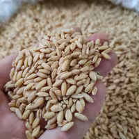 گندم پوست کنده