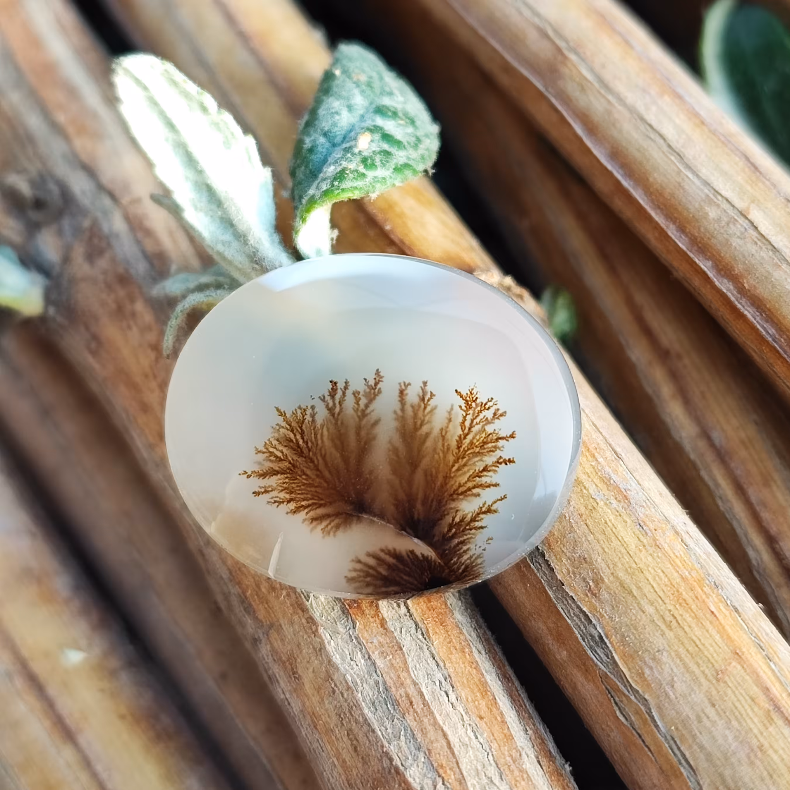 شجر ناب  ایرانی