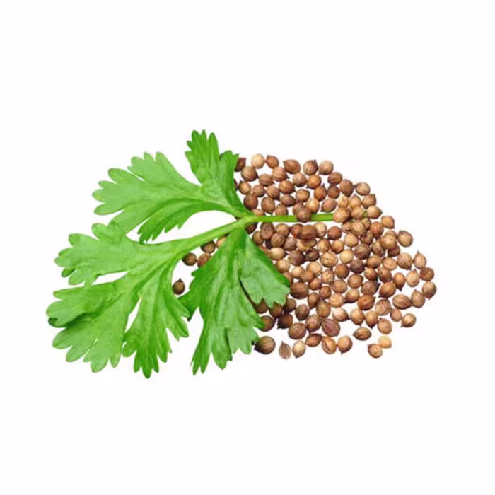 بذر سبزی گشنیز 
