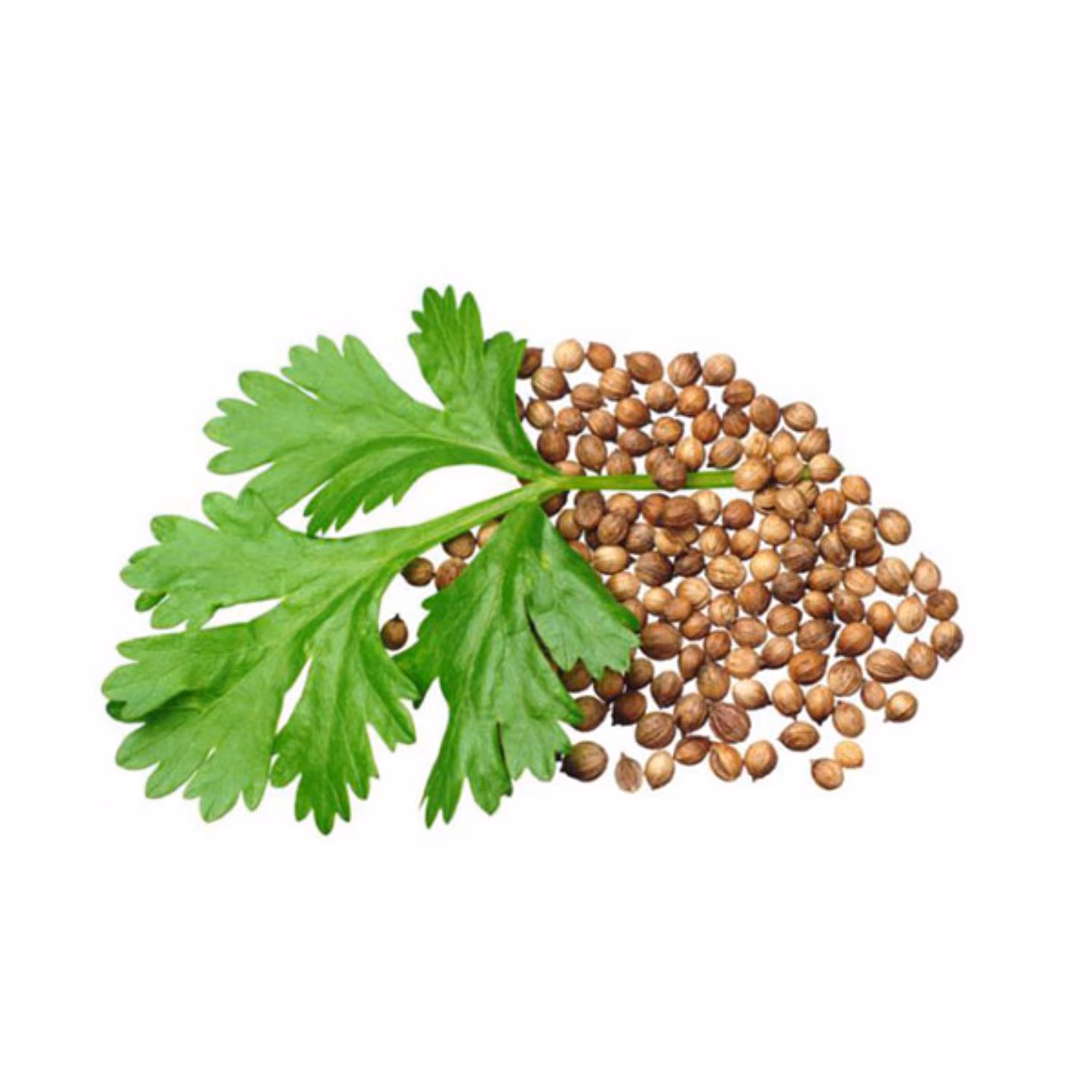 بذر سبزی گشنیز 