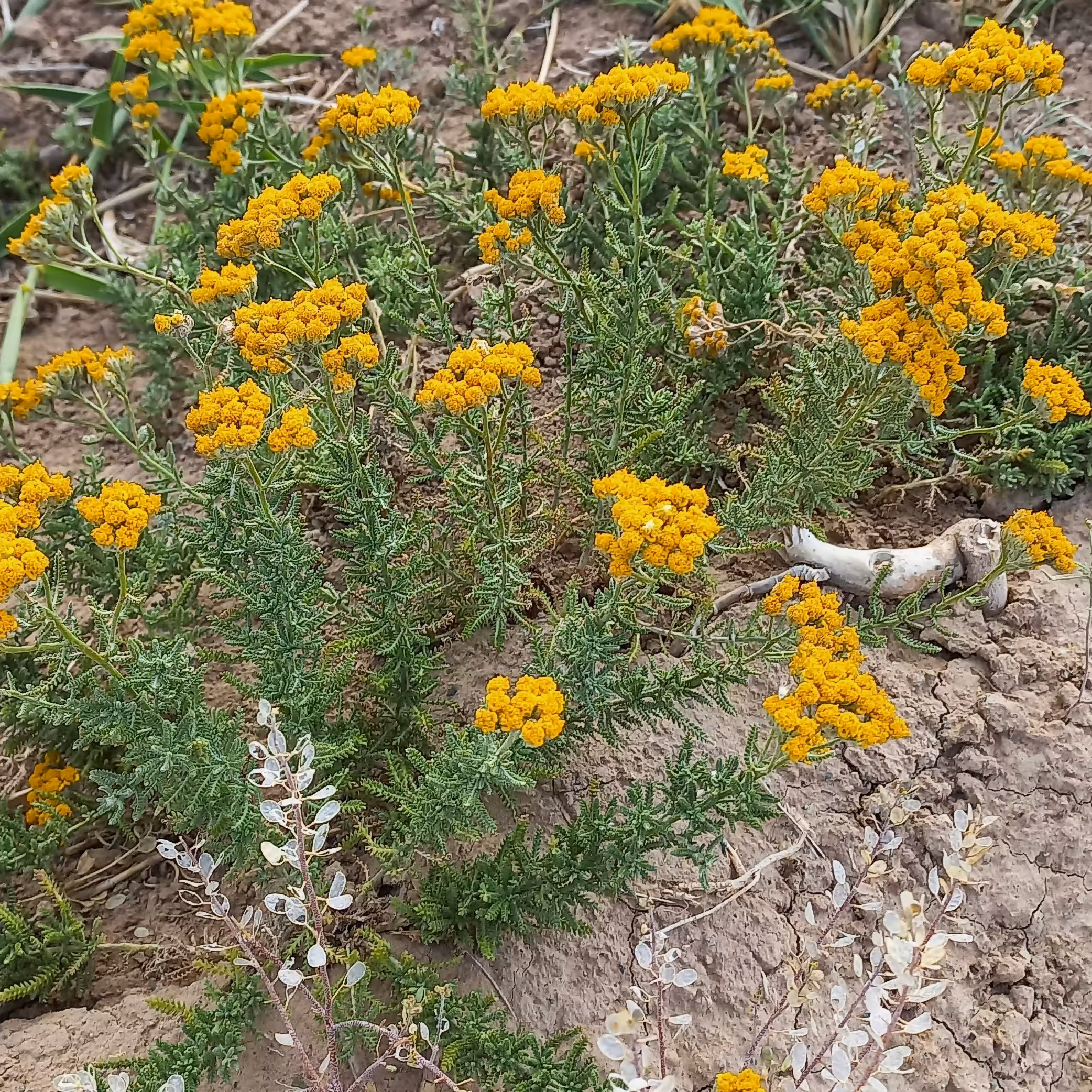 بومادران خشک شده(10 گرمی) تازه خشک شده و خوش رنگ