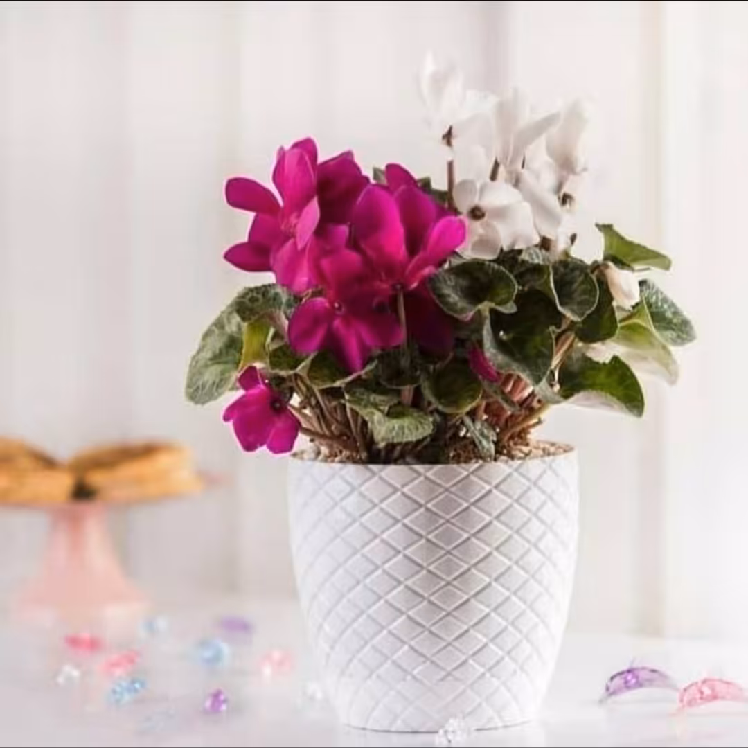 گلدان پلاستیکی طرح آناناسی همراه با زیره کوچک