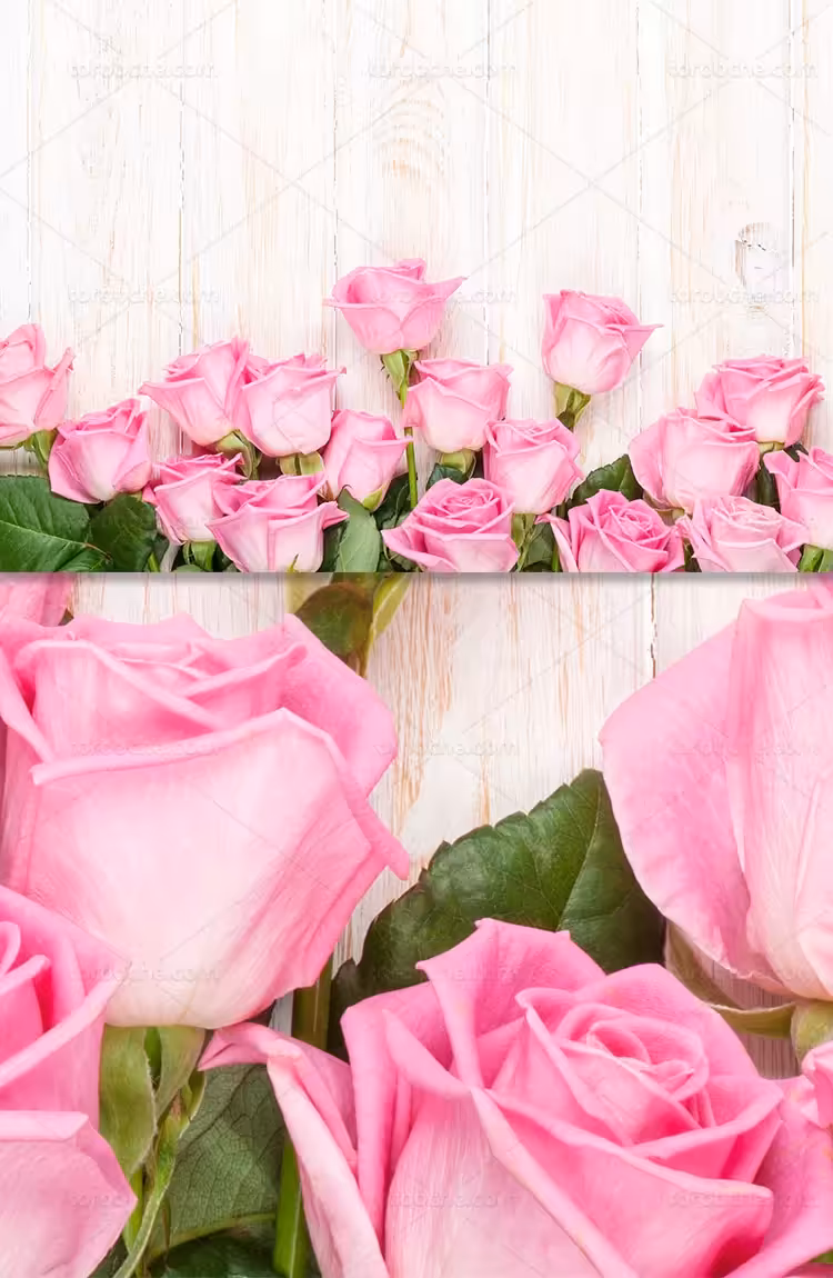 پس زمینه گل رز صورتی | گرافیک با طعم تربچه