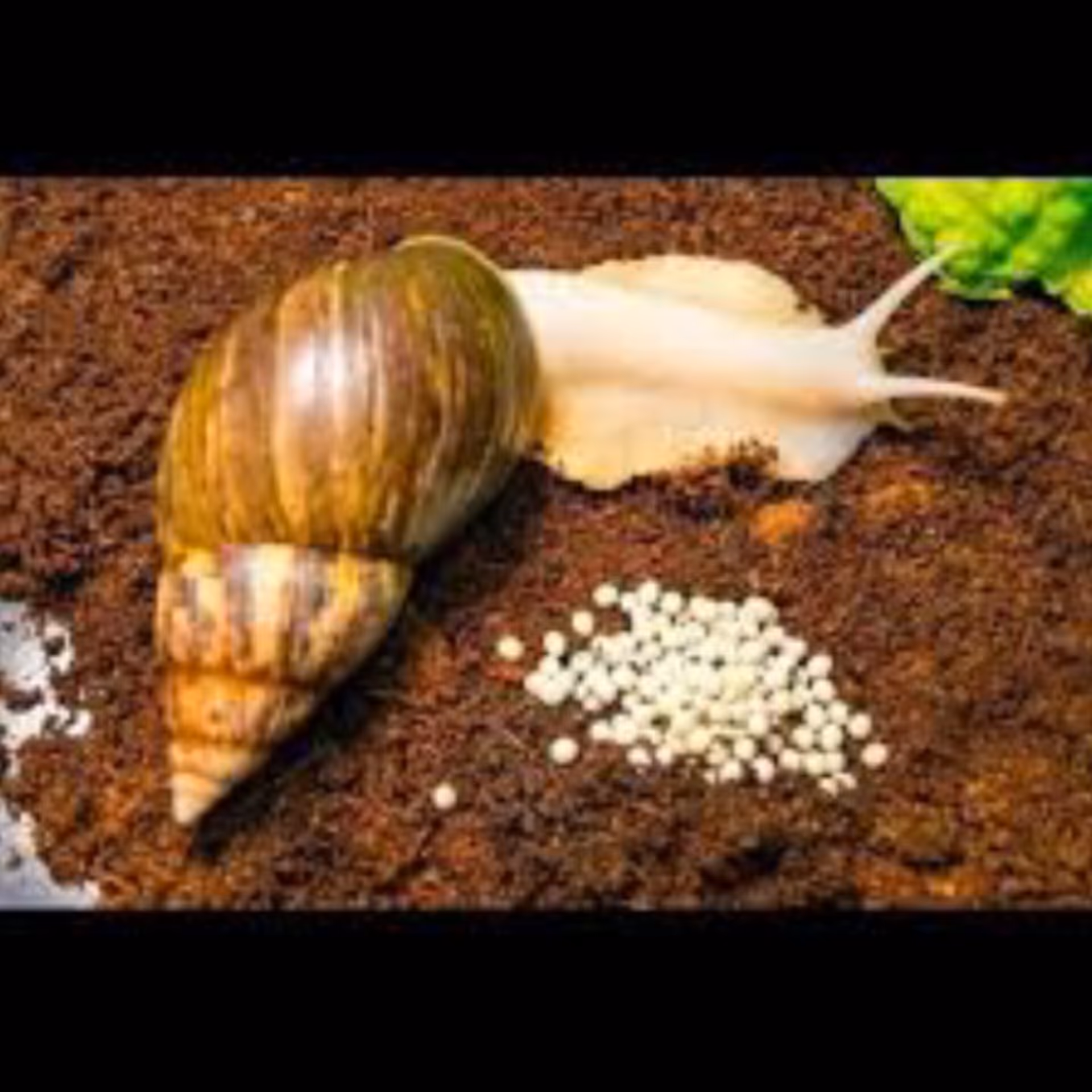 خاک حلزون ( کوکوپیت ) بسته 250 کیلویی حجم 500 لیتر (پس کرایه)