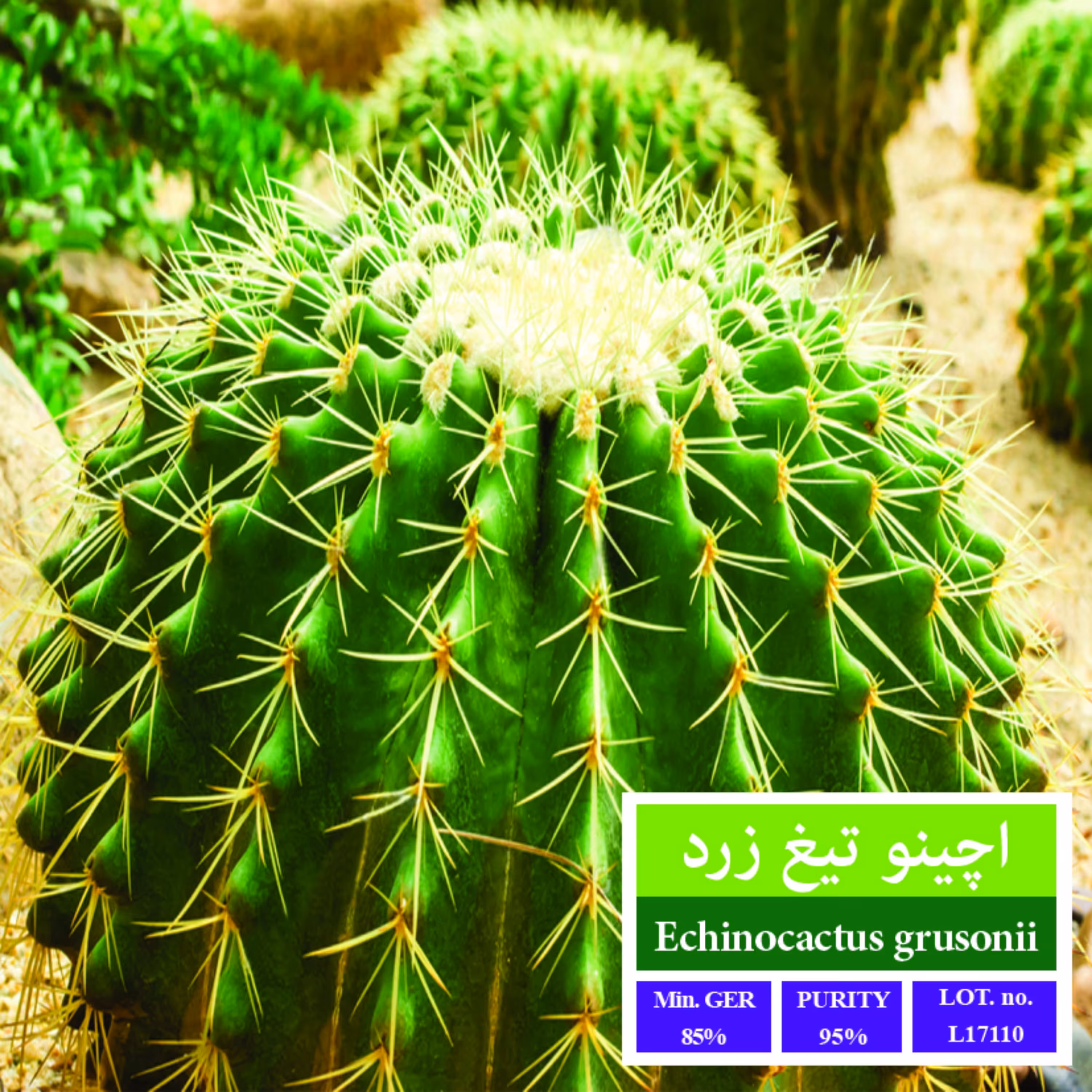 بذر کاکتوس اچینو تیغ زرد بذر طلایی رویان 