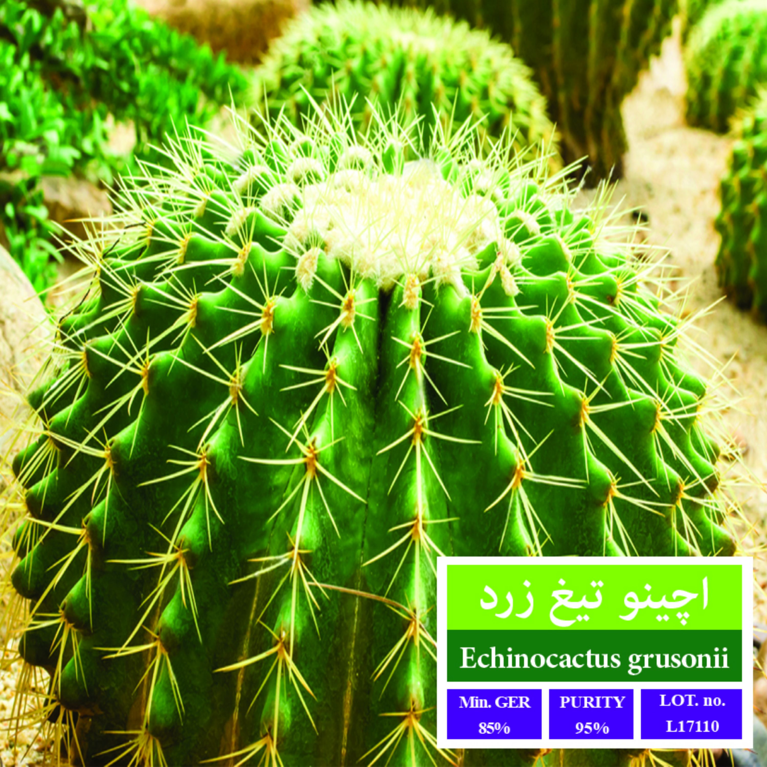 بذر کاکتوس اچینو تیغ زرد بذر طلایی رویان
