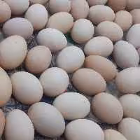 تخم مرغ محلی و رسمی