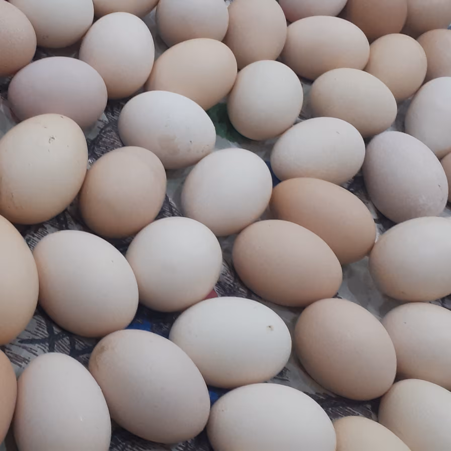 تخم مرغ محلی و رسمی