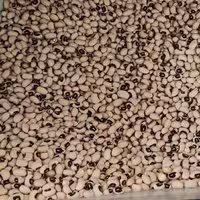 لوبیا چشم بلبلی(نیم گرم)