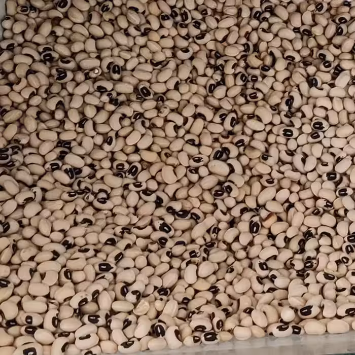 لوبیا چشم بلبلی(نیم گرم)