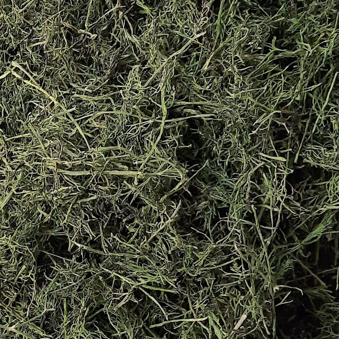 شوید پفکی اعلا