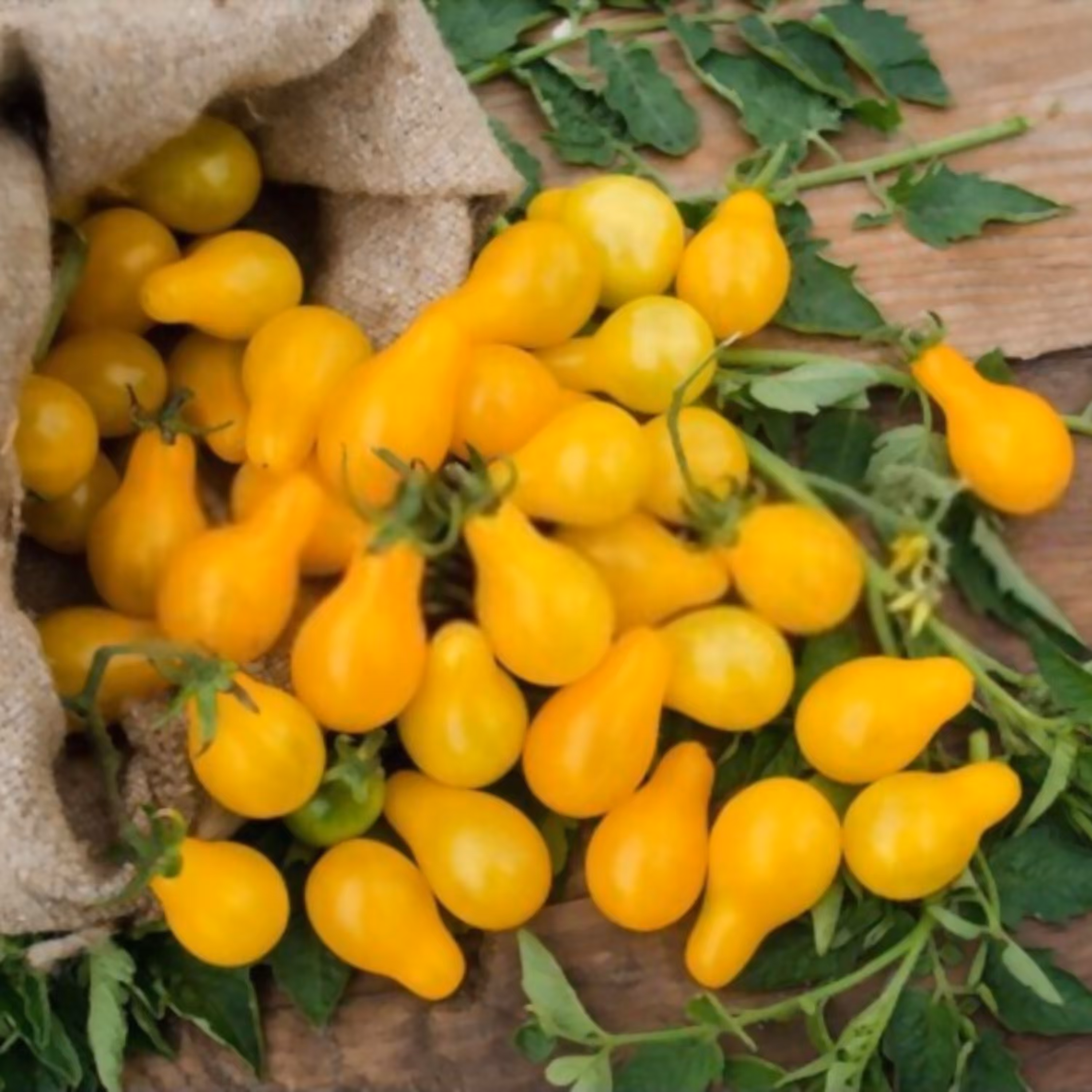 بذر گوجه گلابی زرد ریز درختی