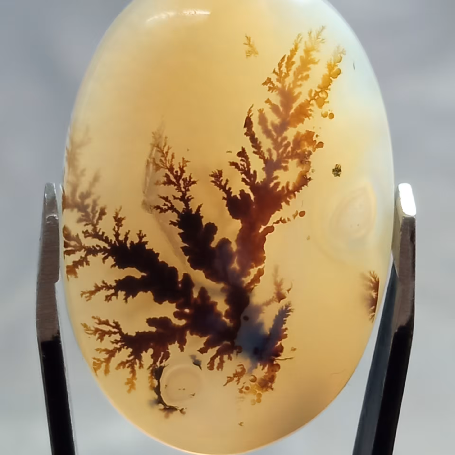 نگین شجر قائن با درخت بسیار زیبا و واضح نگین اصل و طبیعی