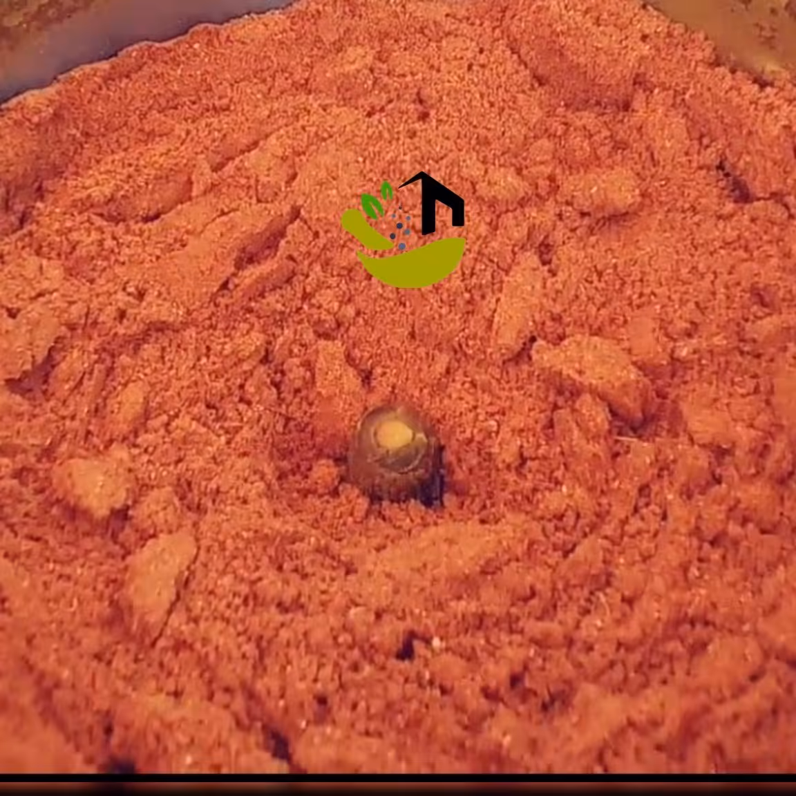 پودر کچاپ درجه یک که ترکیب و آسیاب خودمونه(پنجاه گرمی)