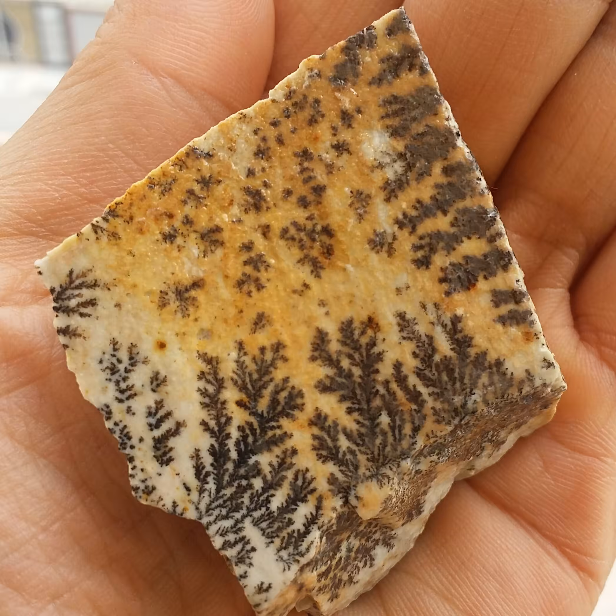 سنگ راف 100 در 100 طبیعی شجر دندریتی یا فسیلی محشر خاص شاهکار خلقت
شجر واضح زیبا خااا ااااااص