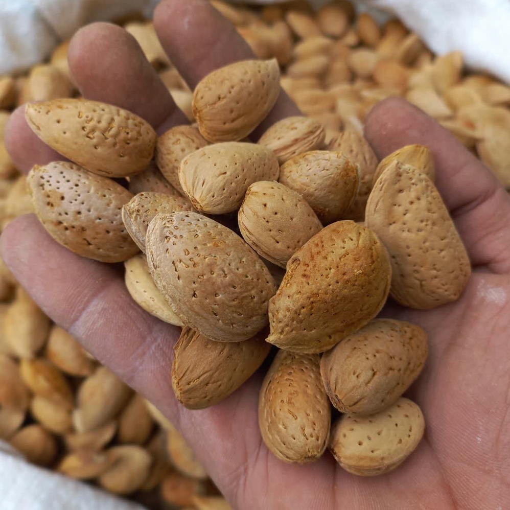 بادام درختی با پوست تویسرکان کیلویی