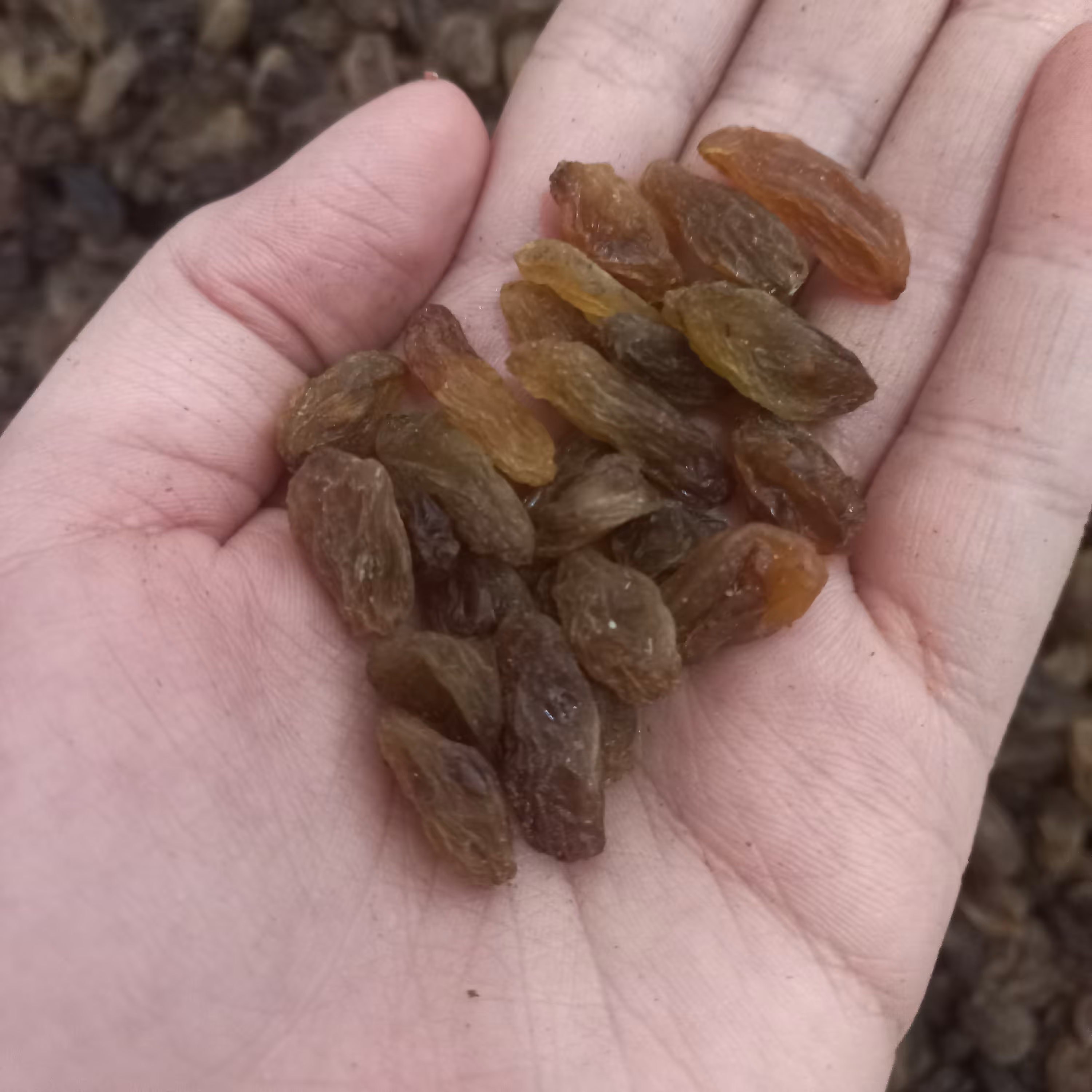 کشمش افتابی   مناسب برای دیابت بارداری ) کم خونی ) درمان بیماری ها و ضعف جسمی