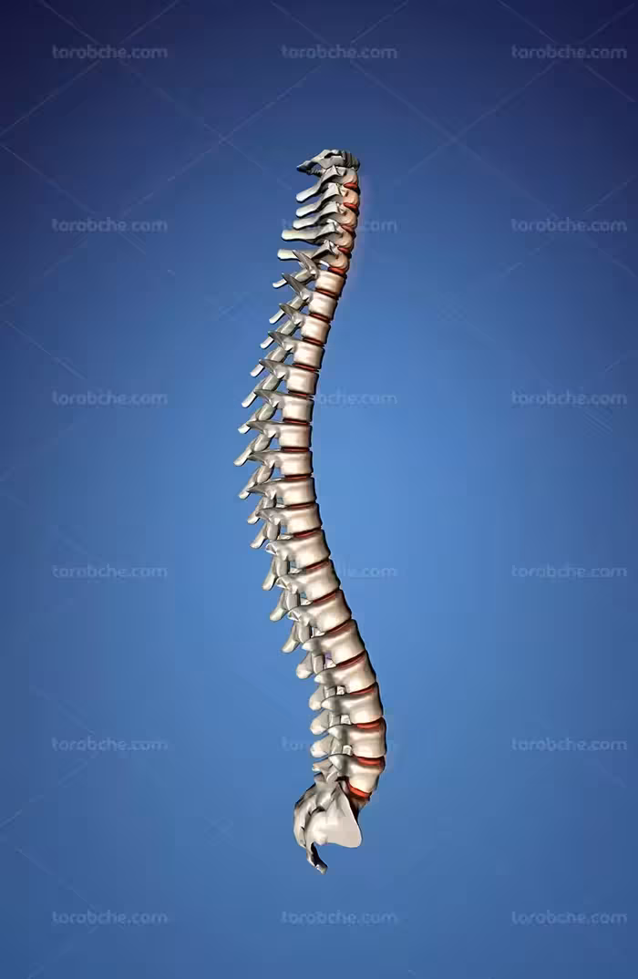 عکس با کیفیت ستون فقرات | گرافیک با طعم تربچه