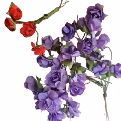 گل رز مینیاتوری بنفش