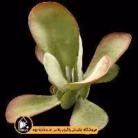 بذر ساکولنت Kalanchoe Thyrsifolia