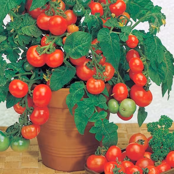بذر گوجه چری گلدانی
