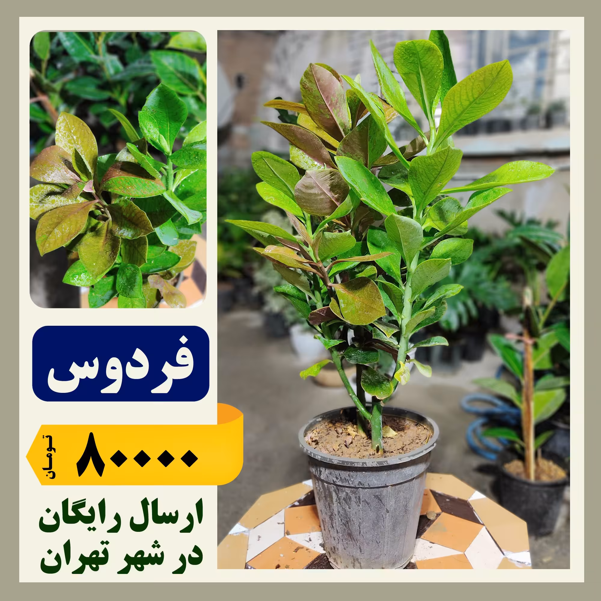 گل فردوس ساقه بلند