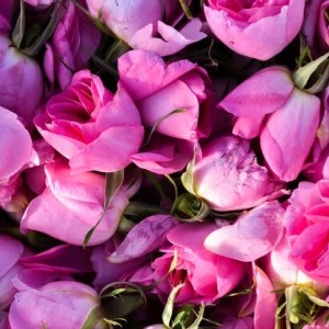 عطر گل محمدی ، حجم 10 میلی لیتر