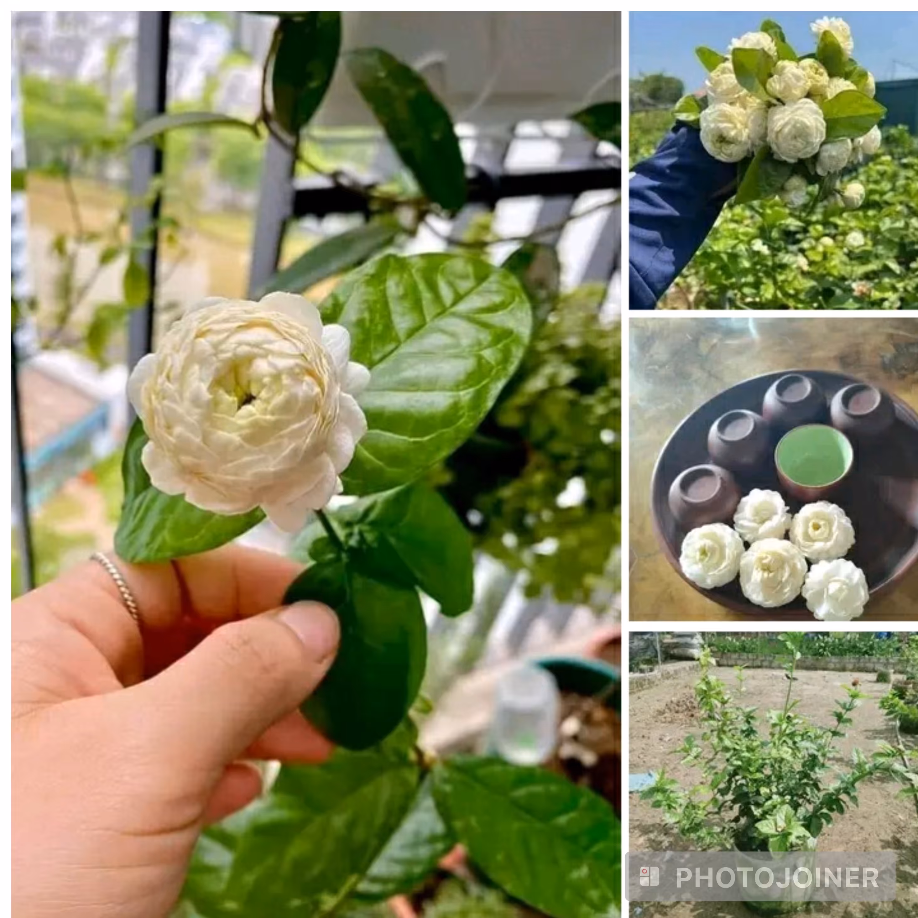 نهال یاس عمامه ای