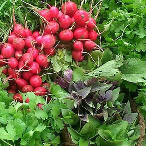 سبزی خوردن تازه پاک نشده 