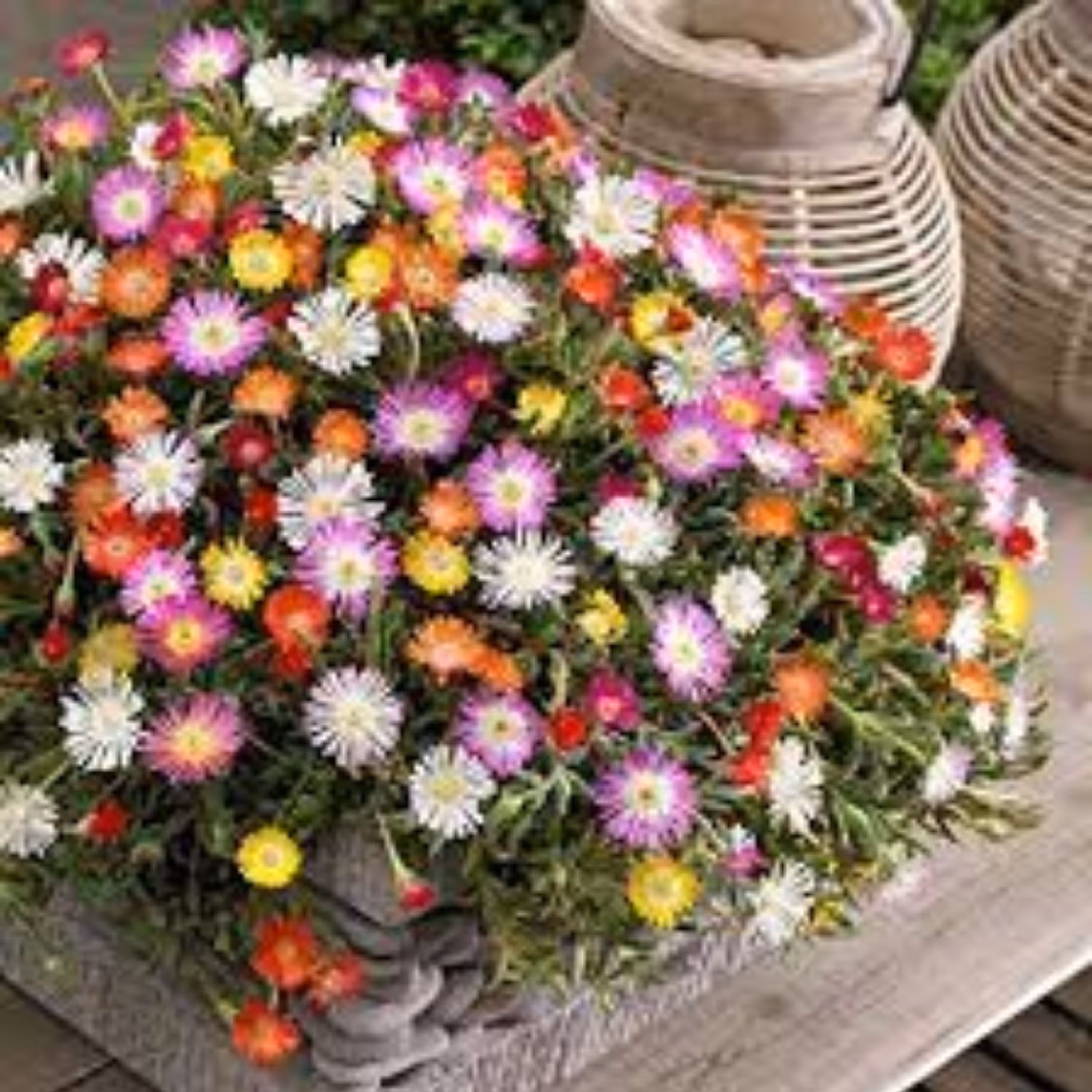 بذر گل قالی 20 عددی 