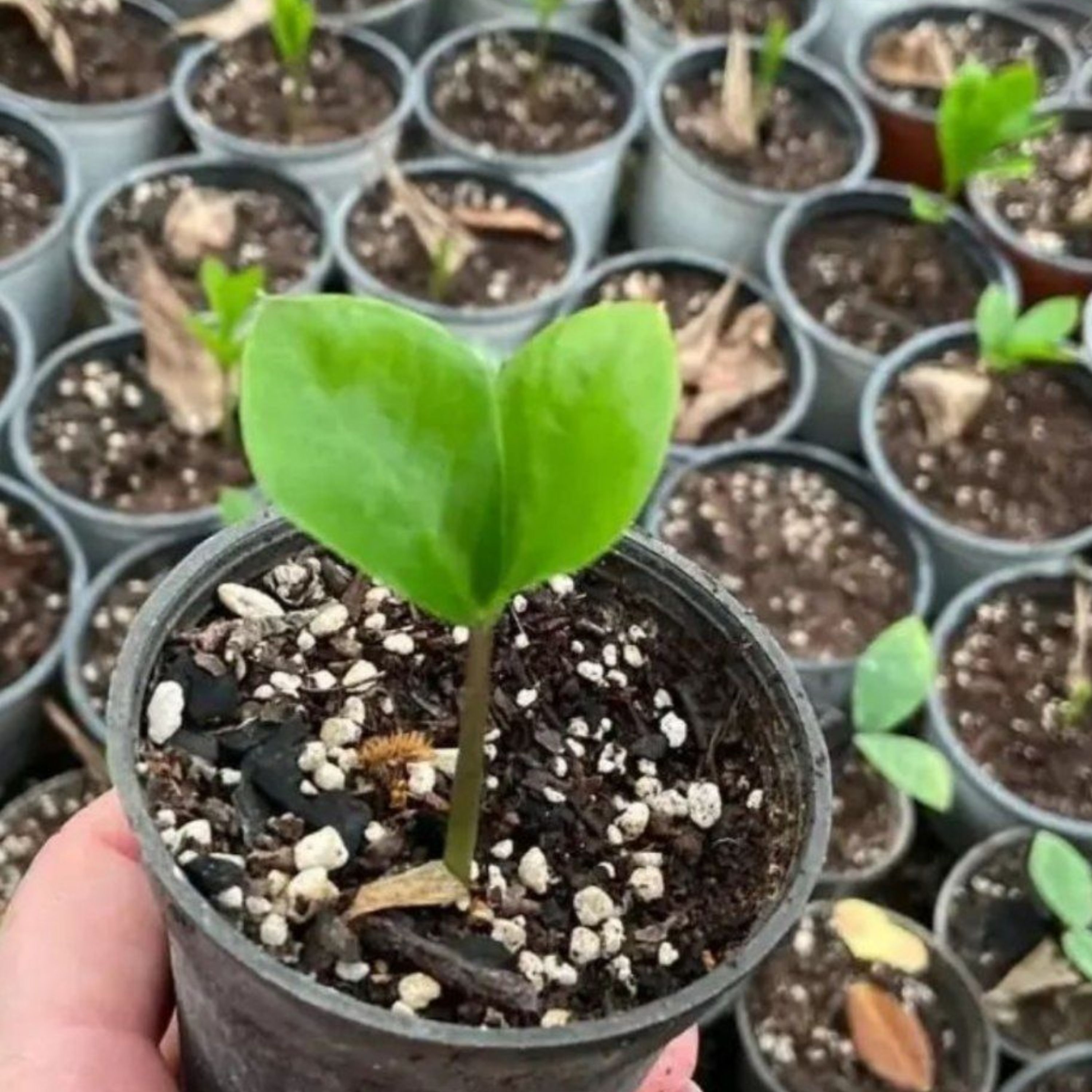 گل زاموفیلیا سبز-پک 3 عددی  (نشایی 2 برگی)