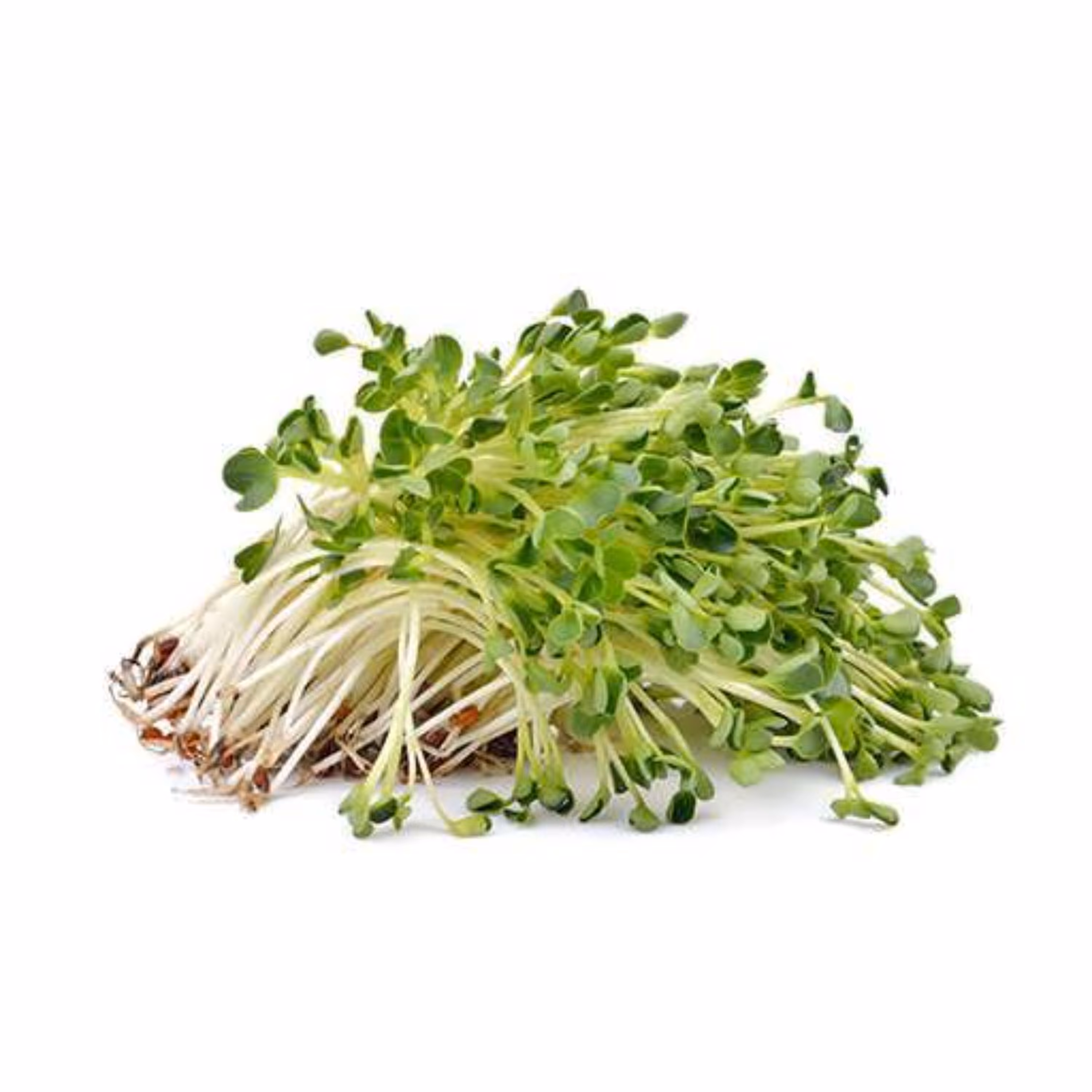 بذر یونجه فله ای 50 گرمی