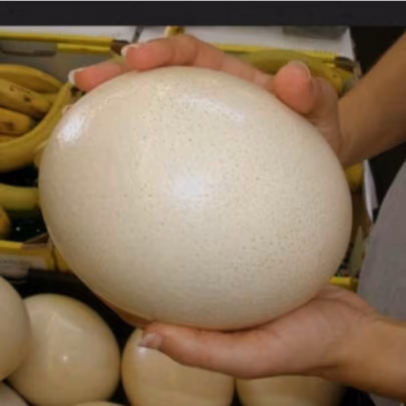 تخم شترمرغ گرم وتازه، خوراکی