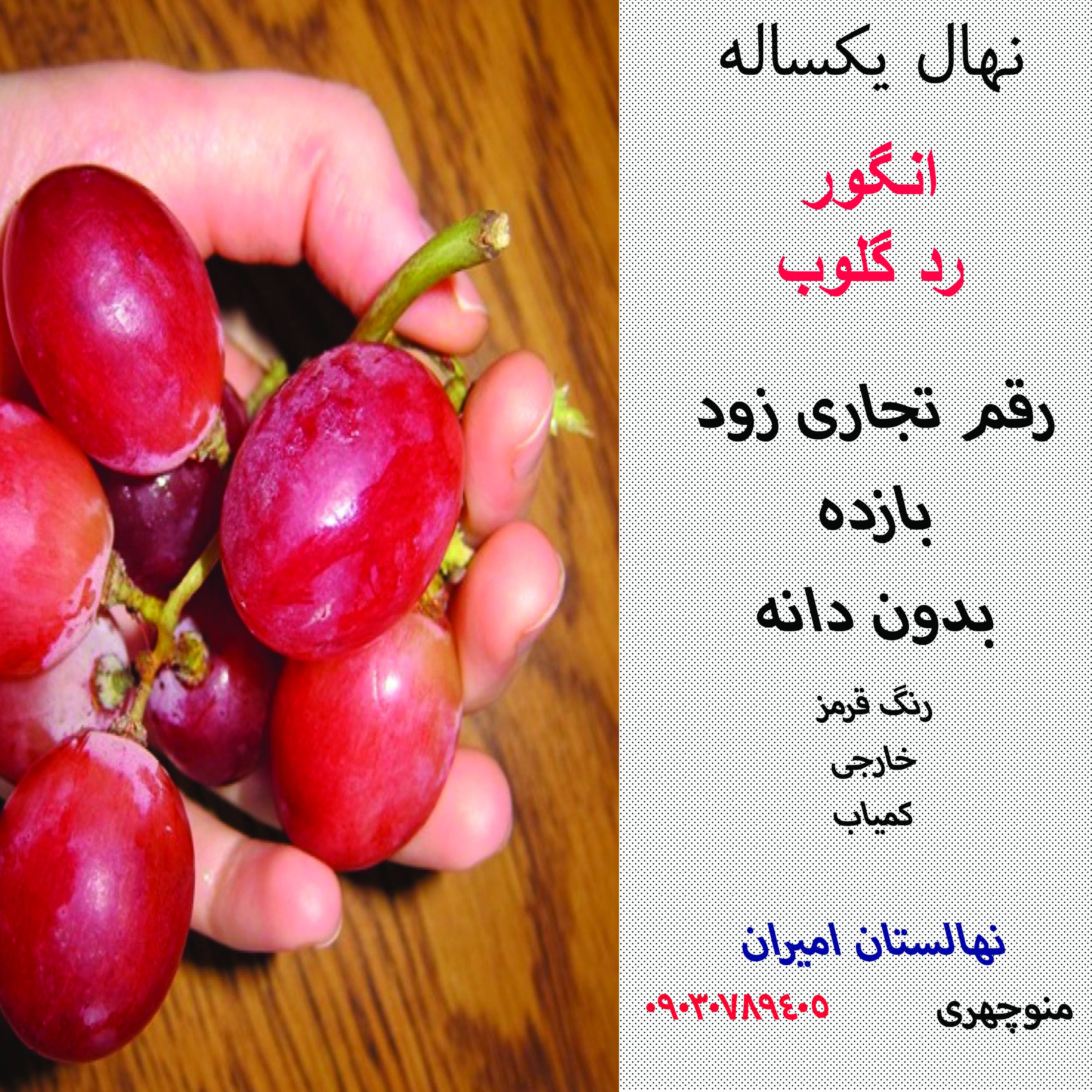 نهال انگور رد گلوب رنگ قرمز پرریشه