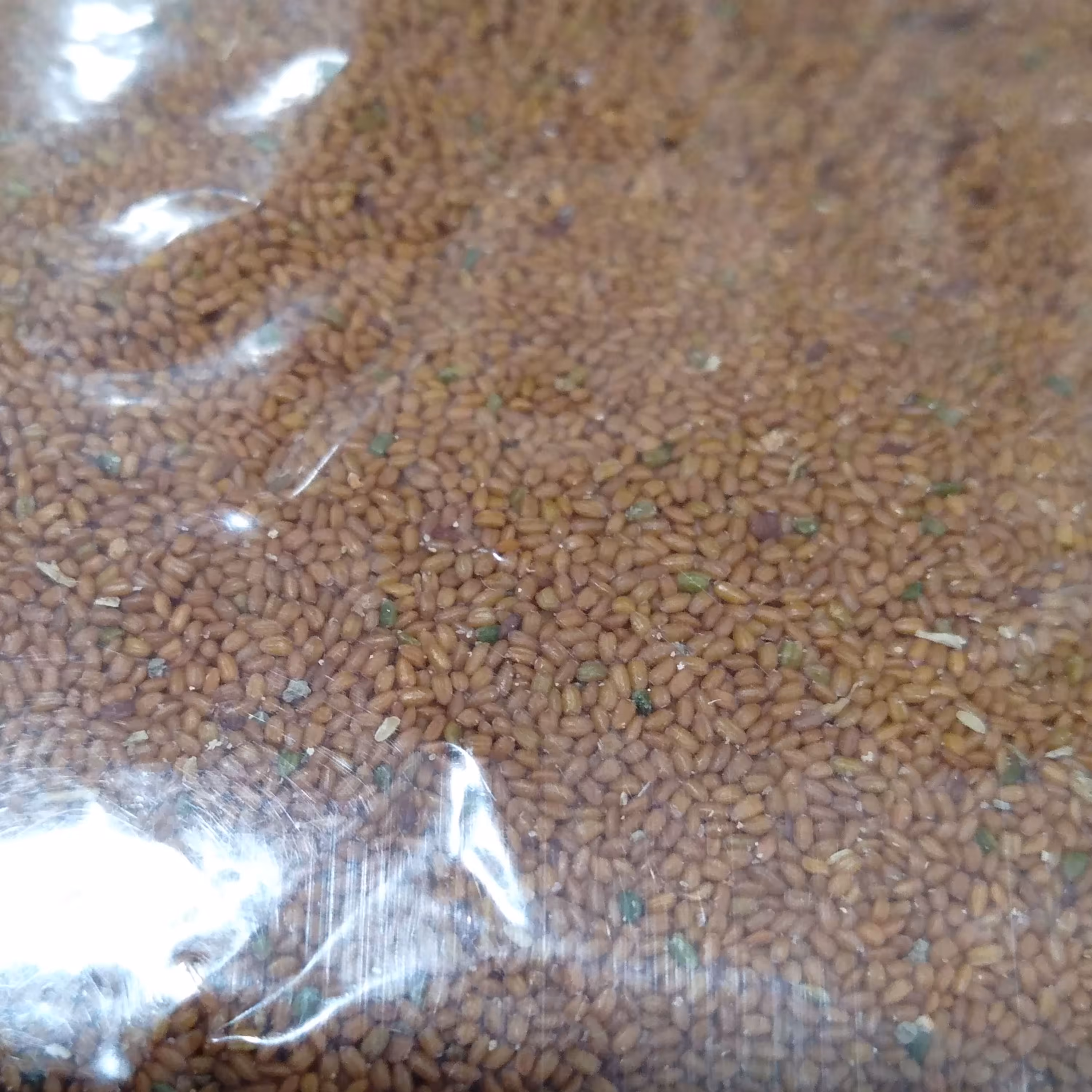 خاکشیر پاک شده مرغوب