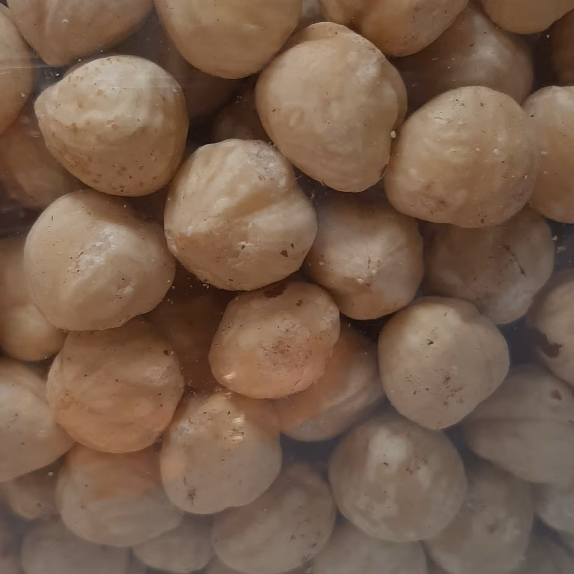 مغز فندق خام پوست کنده تازه کیفیت تضمینی آجیل و خشکبار بادامک 