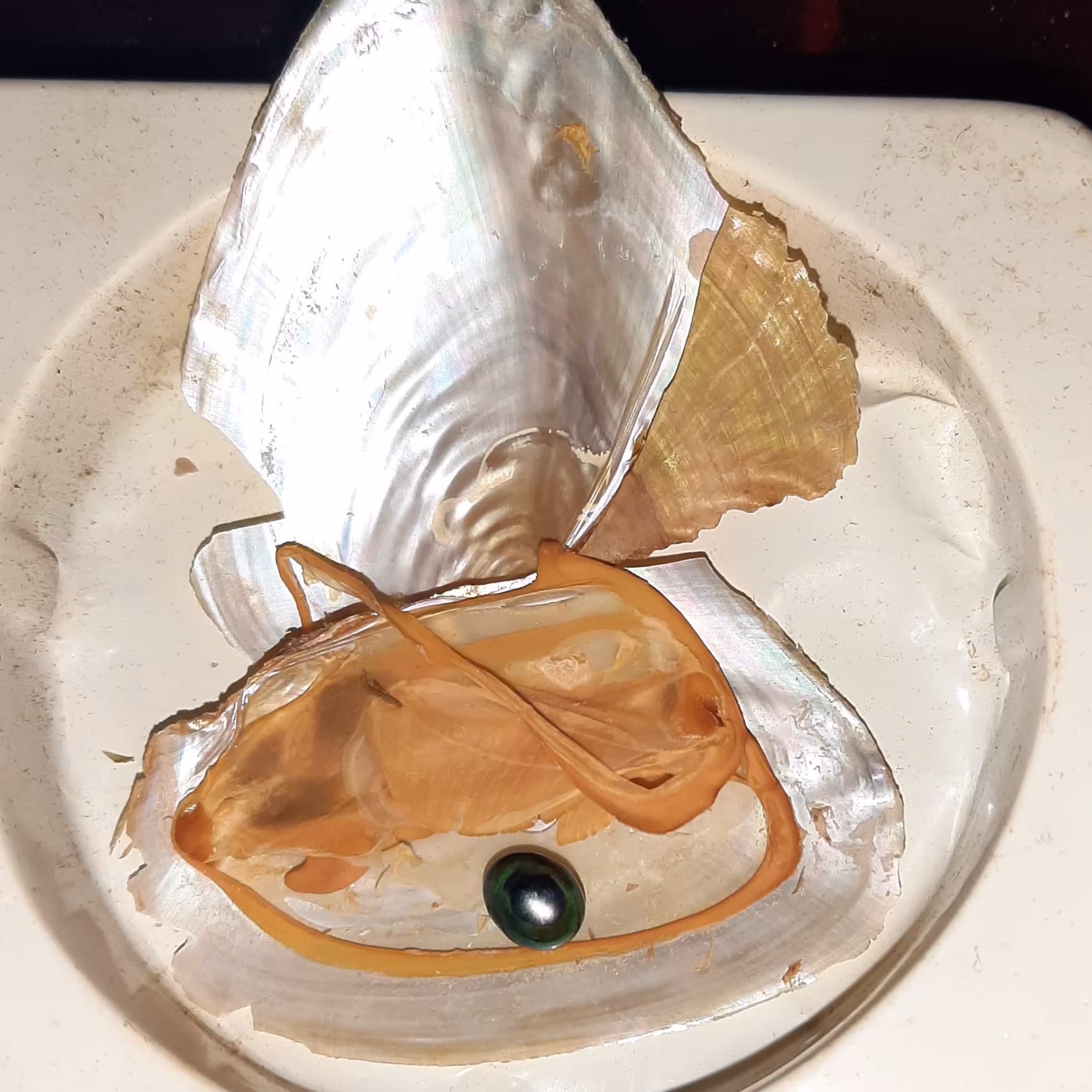 جا کلیدی همراه مروارید طبیعی 