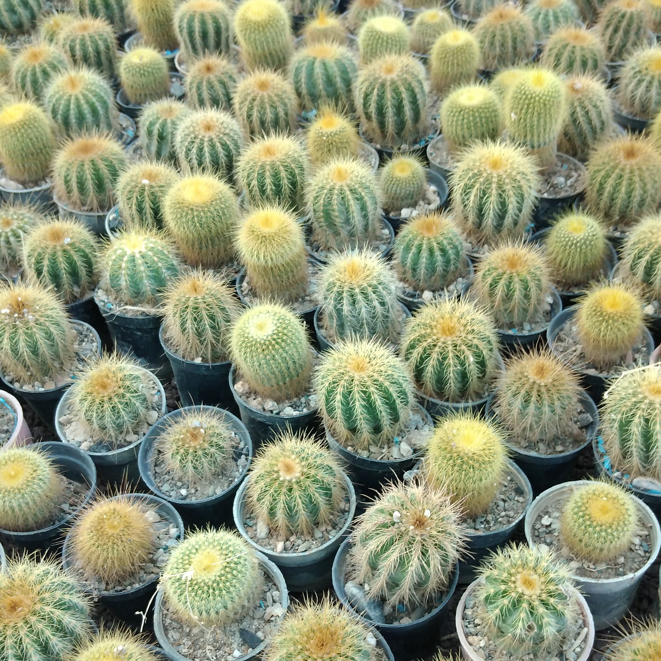 نوتو خورشیدی و مگنی سایز گلدان 6 ، درشت. مناسب انتقال به گلدان 8. قیمت هرگلدان 7000 تومان و حداقل سفارش 200عدد