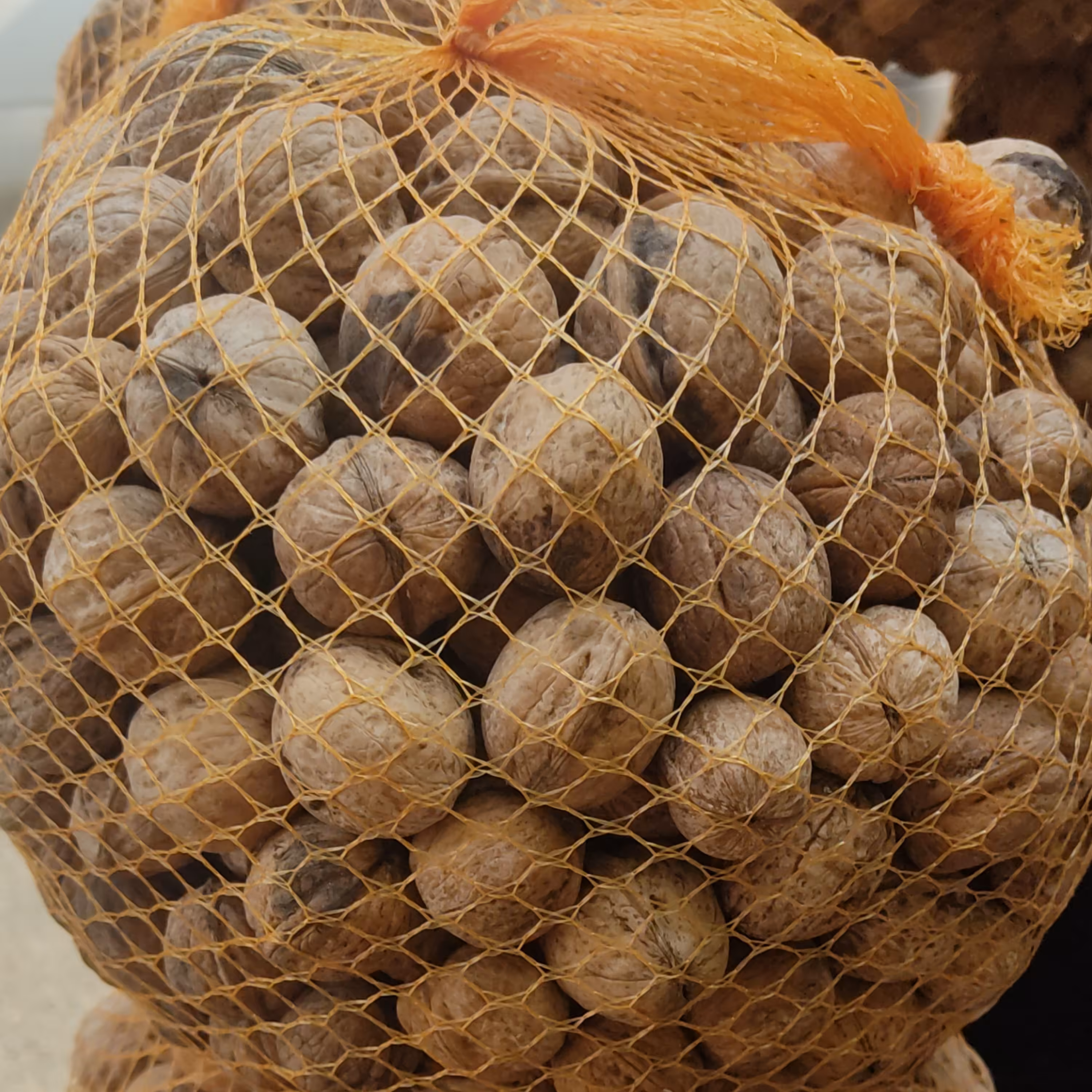 گردو تویسرکان 