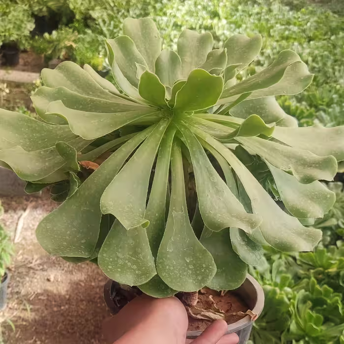 گل خورشیدی  سطل 12