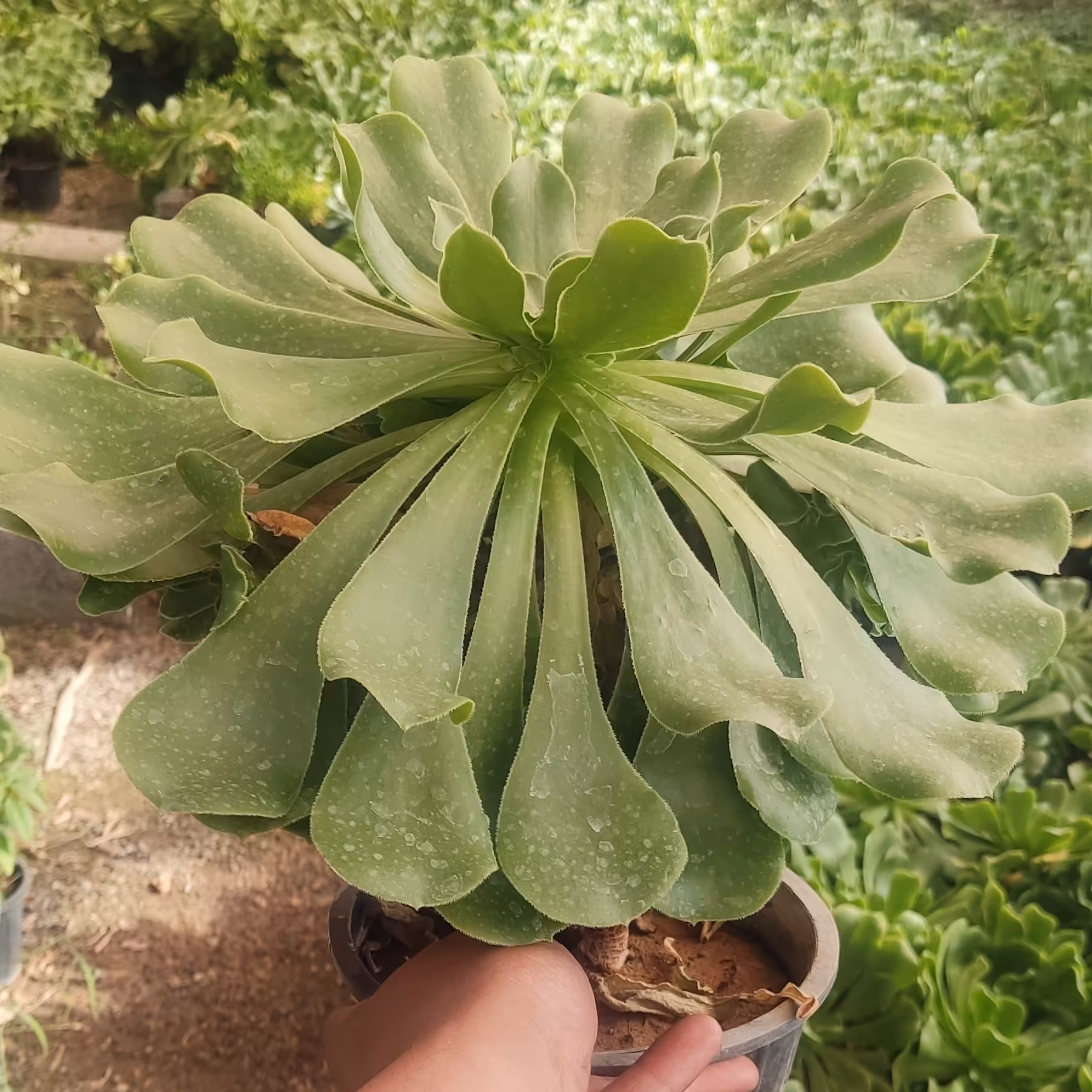 گل خورشیدی  سطل 12