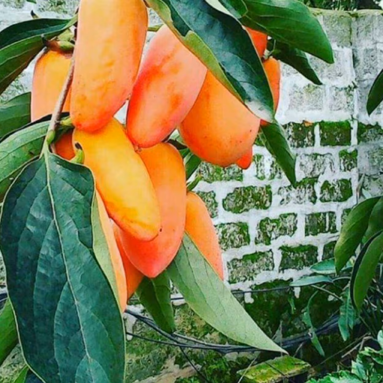 نهال خرمالو موزی یک کیلویی سه ساله